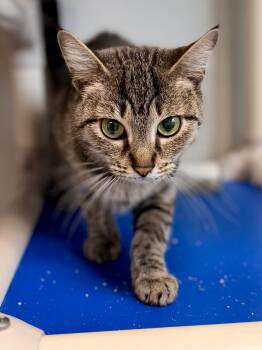 Regina -  Domestic Short Hair Cat for Adoption in Sanford, Florida - Regina | PetCurious