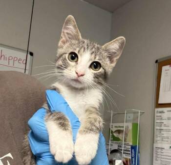 Tequila -  Domestic Short Hair Cat for Adoption in Bolivar, Missouri - Tequila | PetCurious