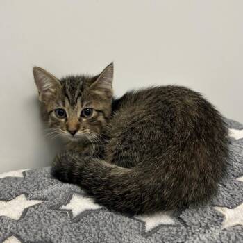 Elvira -  Domestic Medium Hair Cat for Adoption in West Palm Beach, Florida - Elvira | PetCurious