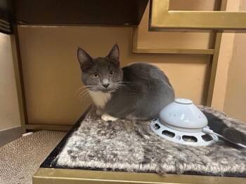 Rescue Domestic Short Hair Cats for Adoption in Chicago, Illinois - Strange | PetCurious