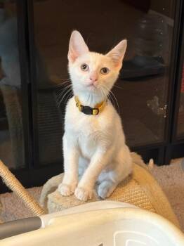 Cass 0462 -  Domestic Short Hair Cat for Adoption in Dallas, Texas - Cass 0462 | PetCurious