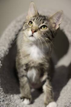 Rescue Domestic Short Hair Cats for Adoption in Hastings, Minnesota - Halo | PetCurious