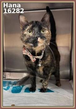 Domestic Short Hair Cats Available for Adoption - Hana (clinic 1) | PetCurious