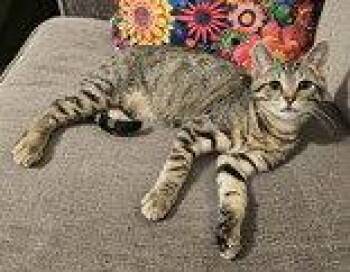 Benson -  Domestic Short Hair Cat for Adoption in Newport, Kentucky - Benson | PetCurious