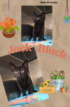 Soot aka Jack Black -  Domestic Short Hair Cat for Adoption in Blountville, Tennessee - Soot Aka Jack Black | PetCurious