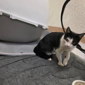 Domestic Short Hair Cats Available for Adoption - Faye | PetCurious