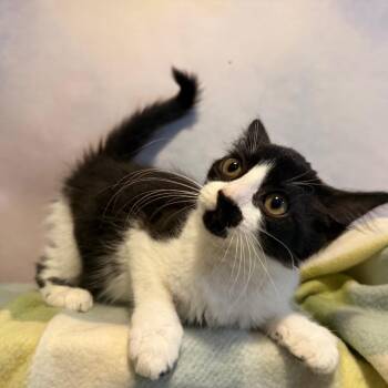 Rhea -  Domestic Medium Hair Cat for Adoption in Fredericksburg, Virginia - Rhea | PetCurious
