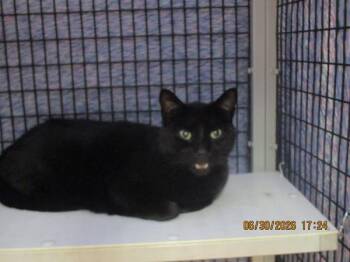 Theo(pent6) -  Domestic Short Hair Cat for Adoption in Marietta, Georgia - Theo(pent6) | PetCurious