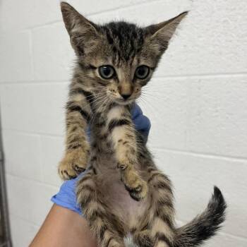 Heidi -  Domestic Short Hair Cat for Adoption in Edinburg, Texas - Heidi | PetCurious