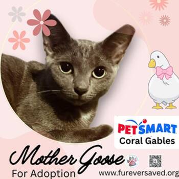 Mother Goose -  Domestic Short Hair Cat for Adoption in Miami, Florida - Mother Goose | PetCurious