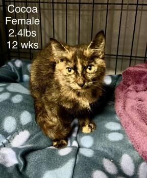 Cocoa -  Domestic Short Hair Cat for Adoption in Gainesville, Virginia - Cocoa | PetCurious