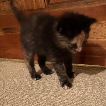 Domestic Long Hair Cats Available for Adoption in Overland Park, Kansas - Rosie | PetCurious