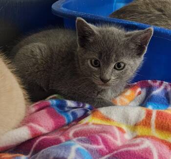 Fairy Floss -  Domestic Short Hair Cat Available for Adoption in Bloomington, Indiana - Fairy Floss | PetCurious