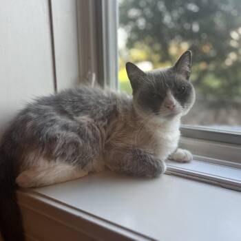 Siamese Cats Available for Adoption in Overland Park, Kansas - Pretty Girl | PetCurious