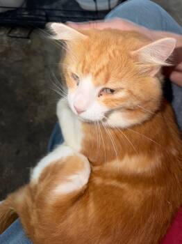 Tax -  Domestic Short Hair Cat for Adoption in Buford, Georgia - Tax | PetCurious
