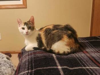 Domestic Short Hair Cats Available for Adoption in Minneapolis, Minnesota - Chestnut | PetCurious