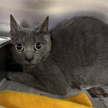 FREYA -  Domestic Short Hair Cat for Adoption in Pensacola, Florida - FREYA | PetCurious