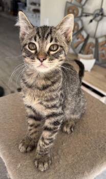 Clancy -  Tabby Cat for Adoption in Huntington Beach, California - Clancy | PetCurious