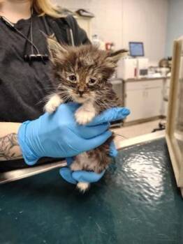 HawkFrost -  Domestic Long Hair and Domestic Short Hair Cat for Adoption in Gastonia, North Carolina - HawkFrost | PetCurious