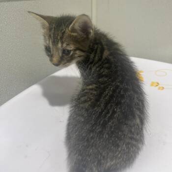 Mathis -  Domestic Short Hair Cat for Adoption in Tampa, Florida - Mathis | PetCurious