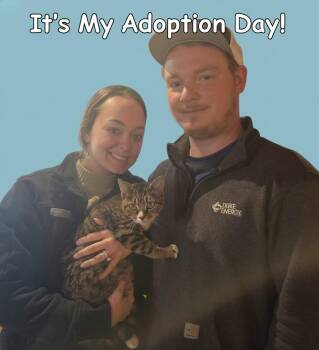 Domestic Short Hair Cats Available for Adoption in Rutherfordton, North Carolina - Whiskey | PetCurious