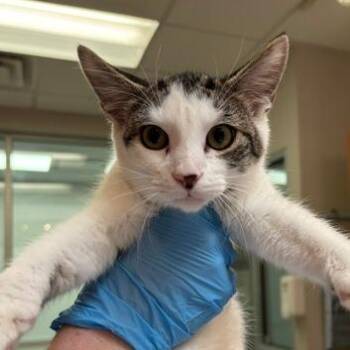 Spike -  Domestic Short Hair Cat for Adoption in Murray, Utah - Spike | PetCurious
