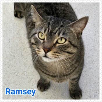 Ramsey -  Domestic Short Hair Cat for Adoption in North Saint Paul, Minnesota - Ramsey | PetCurious