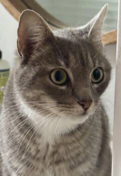 Domestic Short Hair Cats Available for Adoption in San Juan Capistrano, California - Shangri La | PetCurious