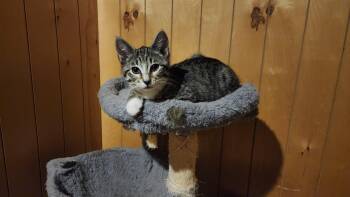 Silver & Sapphire -  Domestic Short Hair Cat for Adoption in Mayfield, New York - Silver & Sapphire | PetCurious