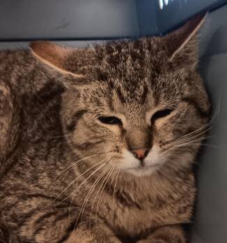 Domestic Short Hair Cats Available for Adoption in New Castle, Indiana - Marco | PetCurious