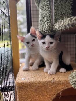 Twig -  Domestic Short Hair Cat Available for Adoption in Collierville, Tennessee - Twig | PetCurious
