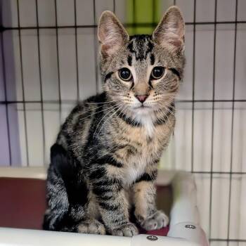 Otter -  Domestic Short Hair Cat for Adoption - Otter | PetCurious