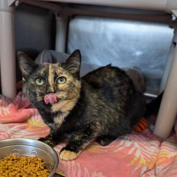 Rescue Domestic Short Hair Cats for Adoption in Cape Girardeau, Missouri - Cozy | PetCurious