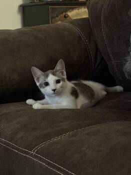 Rescue Domestic Short Hair Cats for Adoption in Kissimmee, Florida - Beluga *Ready To Go Home 11/4* | PetCurious