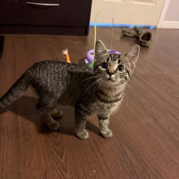 Makwa -  Domestic Short Hair Cat for Adoption in Hedgesville, West Virginia - Makwa | PetCurious