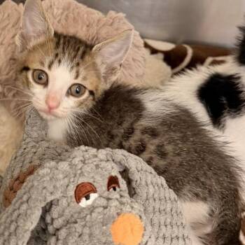 Domestic Short Hair Cats Available for Adoption in West Palm Beach, Florida - Otter | PetCurious
