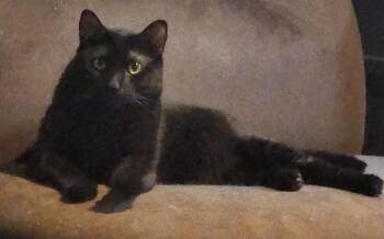Kenya -  Domestic Short Hair Cat for Adoption in Bowie, Maryland - Kenya | PetCurious