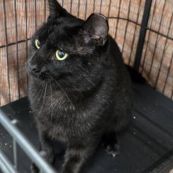 No Dangles -  Domestic Short Hair Cat for Adoption in Mokena, Illinois - No Dangles | PetCurious