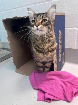 Douglas -  Domestic Medium Hair and Domestic Short Hair Cat for Adoption in Largo, Florida - Douglas | PetCurious