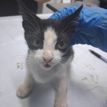 Meg -  Domestic Short Hair Cat for Adoption in Summerville, South Carolina - Meg | PetCurious