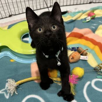 Rescue Domestic Short Hair Cats for Adoption in Chicago, Illinois - Gary | PetCurious