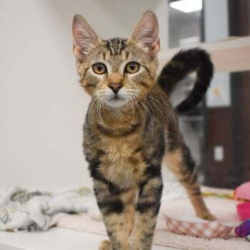 Rescue Domestic Short Hair Cats for Adoption in West Palm Beach, Florida - Ziggy | PetCurious