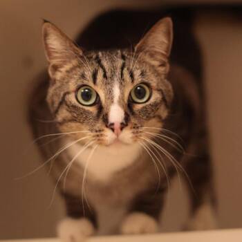 Domestic Short Hair Cats Available for Adoption in Philadelphia, Pennsylvania - Rumble | PetCurious