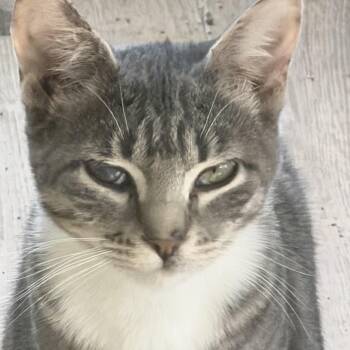 Snap -  Domestic Short Hair Cat Available for Adoption in Kirklin, Indiana - Snap | PetCurious
