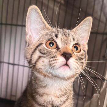 Chickadee -  Domestic Medium Hair Cat for Adoption in Pittsford, Vermont - Chickadee | PetCurious