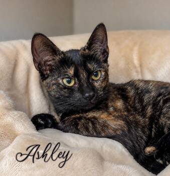 Ashley -  Domestic Short Hair Cat for Adoption in Fort Lauderdale, Florida - Ashley | PetCurious