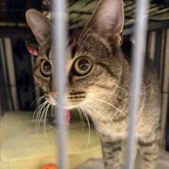 Rescue Domestic Short Hair Cats for Adoption in Columbus, North Carolina - Justine | PetCurious