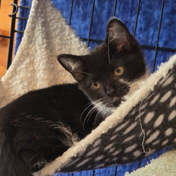 Pepsi -  Domestic Short Hair Cat for Adoption in Falls Church, Virginia - Pepsi | PetCurious