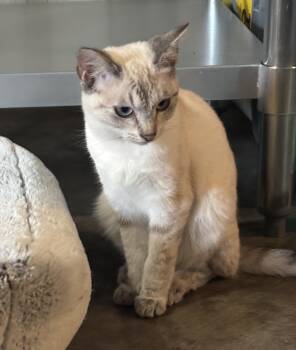 Coralee -  Siamese Cat for Adoption in New Blaine, Arkansas - Coralee | PetCurious