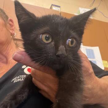 Sushi -  Domestic Short Hair Cat for Adoption in Birmingham, Alabama - Sushi | PetCurious
